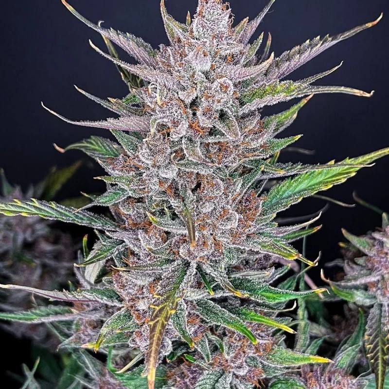 Gorilla Punch Auto Автофеминизированные семена конопли — фото 2
