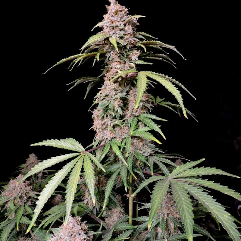 Amnesia Zkittlez Auto Автофеминизированные семена конопли