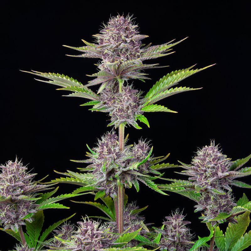 Purple Punch Auto Автоцветущие семена конопли