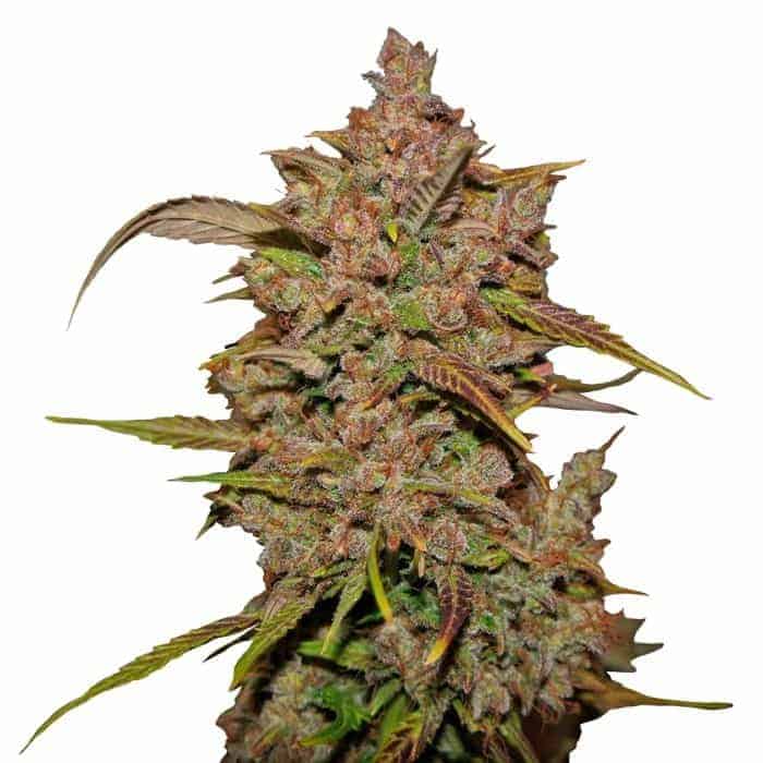 FastBuds Crystal Meth Auto Автофеминизированные семена конопли