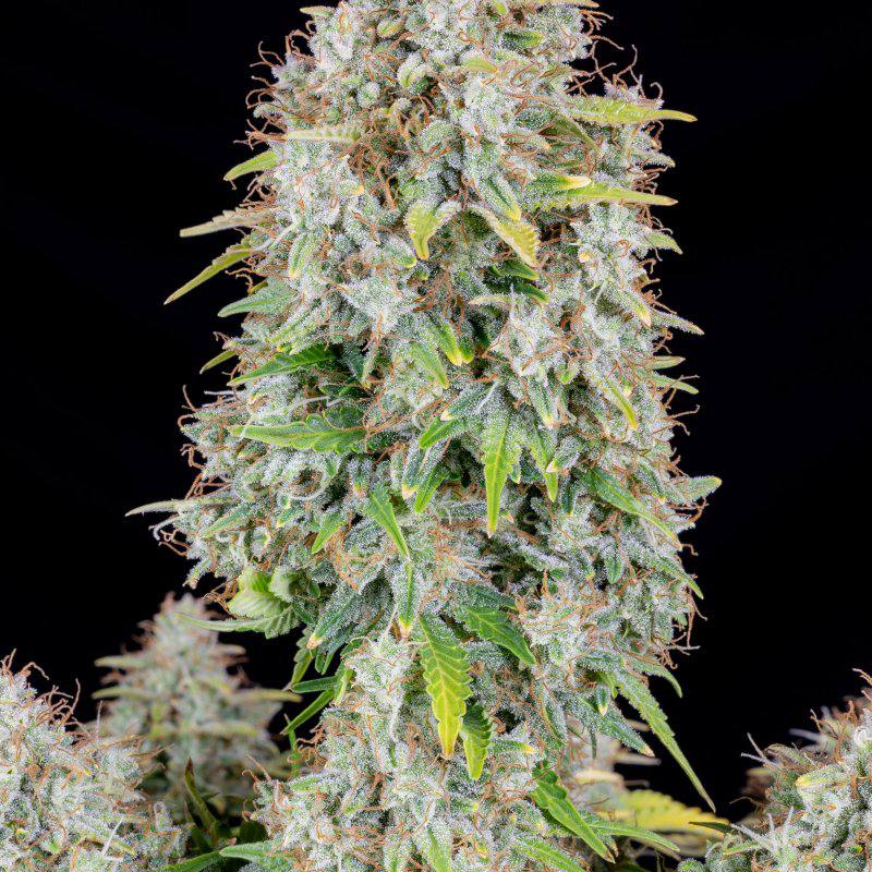 Original Auto Cinderella Автофеминизированные семена конопли — фото 3