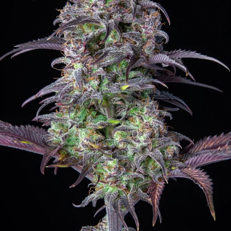 Original Auto Blueberry Автофеминизированные семена конопли — фото 3