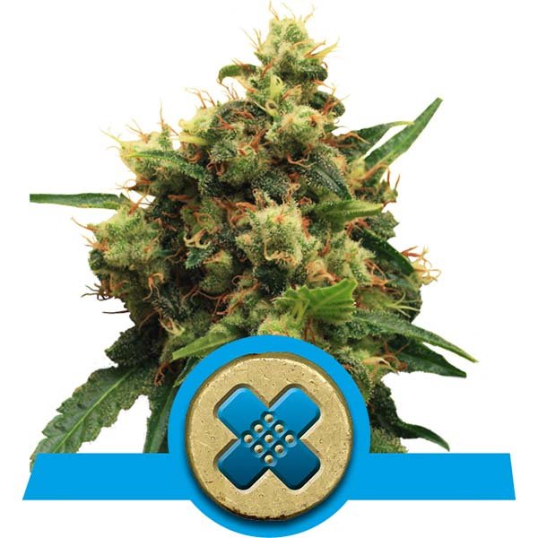 Painkiller XL CBD фотопериодные феминизированные семена конопли