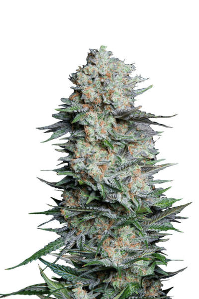 Mexican Airlines Auto Автофеминизированные семена конопли