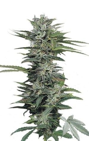 Ripper Seeds Sour Ripper фотопериодные семена конопли