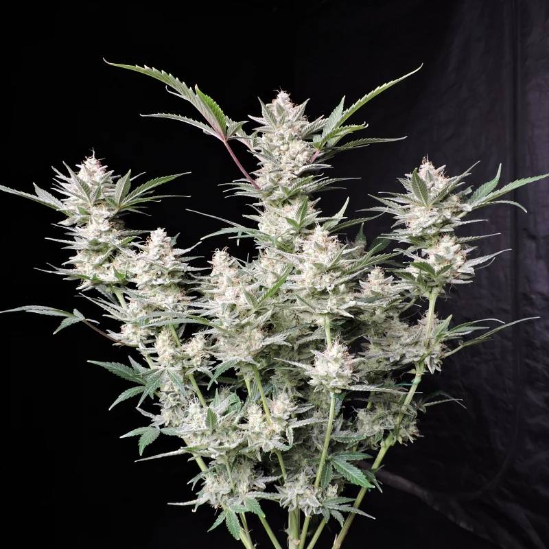 Strawberry Gorilla Auto Автофеминизированные семена конопли — фото 6
