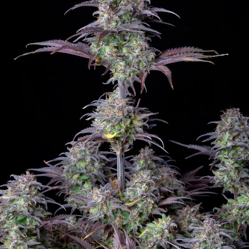 Original Auto Blueberry Автофеминизированные семена конопли — фото 5