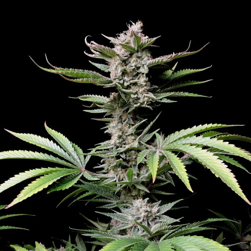 Cherry Cola Auto Автоцветущие семена конопли — фото 6