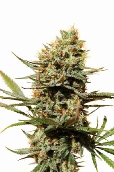 The Edge фотопериодные семена конопли