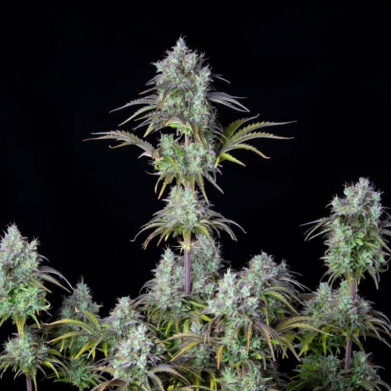 Original Auto Big Bud Автофеминизированные семена конопли — фото 6