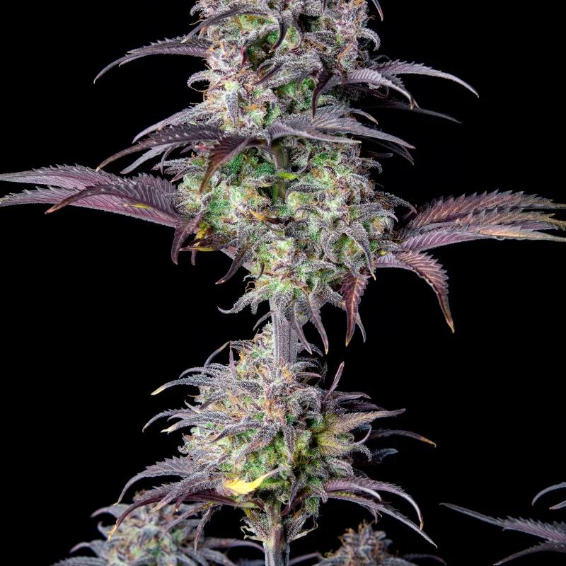 Original Auto Blueberry Автофеминизированные семена конопли — фото 6