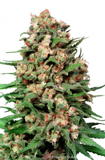 Skunk #1ular фотопериодные семена конопли