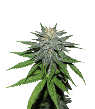 Auto Pineapple Express Автоцветущие феминизированные семена конопли