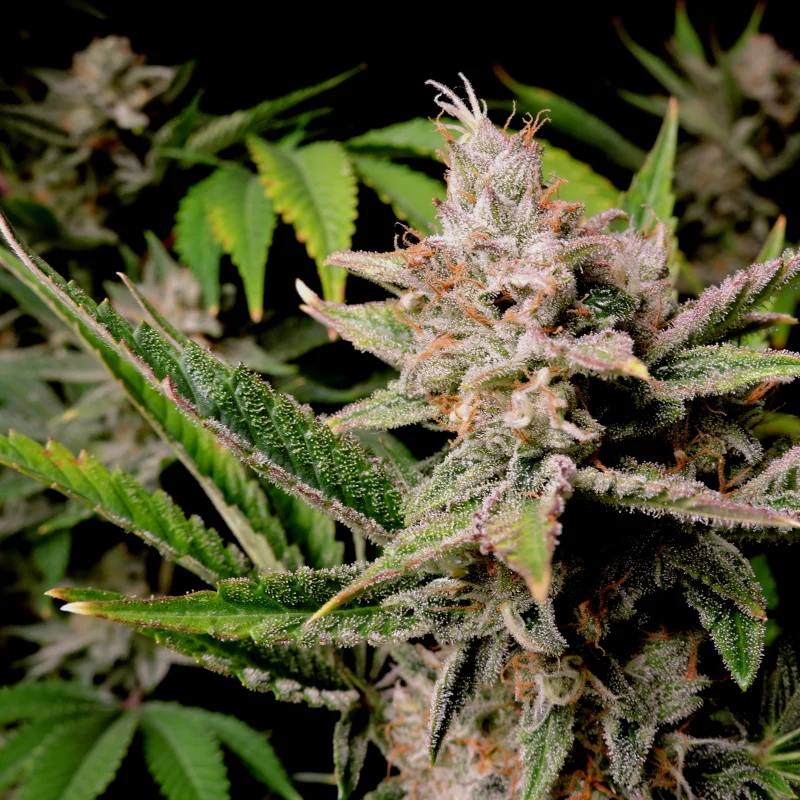 Cherry Cola Auto Автоцветущие семена конопли — фото 8