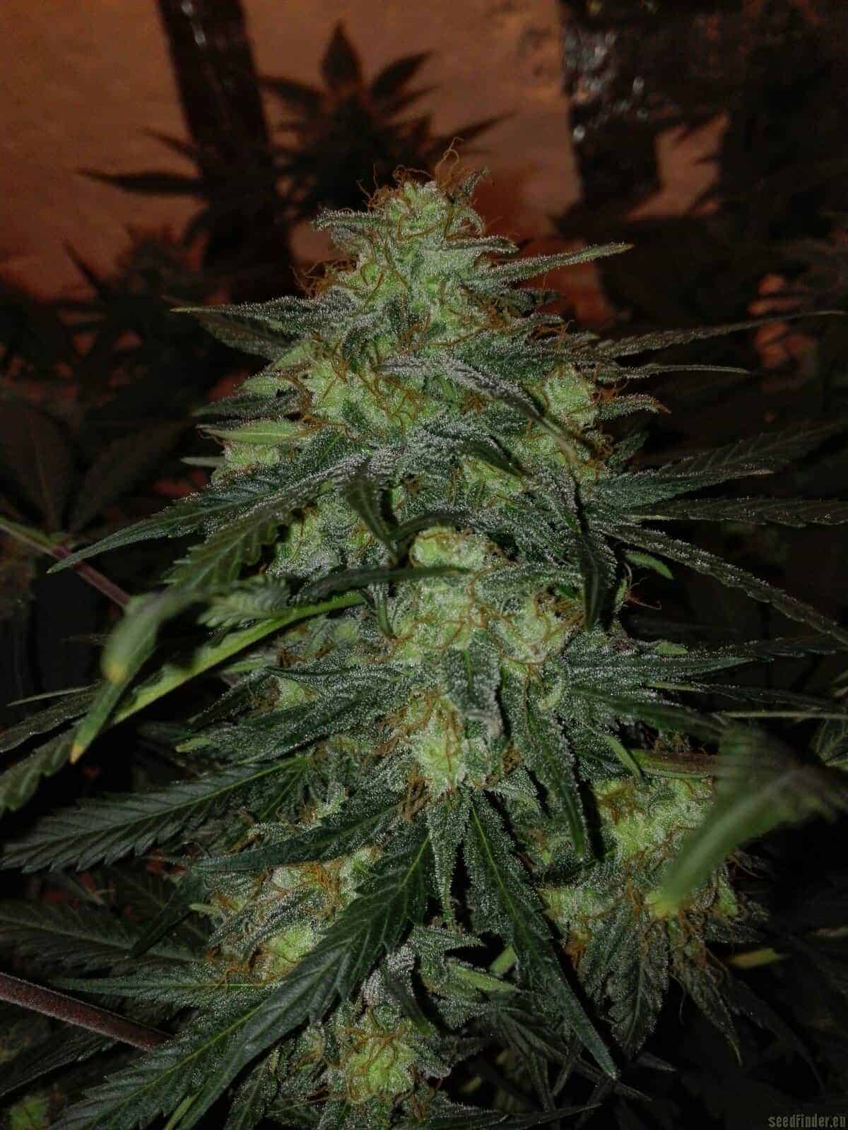 Auto Brooklyn Sunrise Автоцветущие феминизированные семена конопли — фото 2