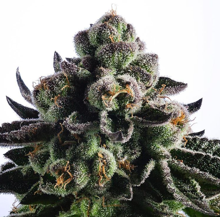 Animal Cookies x OG BadAzz фотопериодный гибрид семена конопли