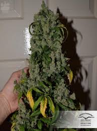 Auto Night Queen Автофеминизированные семена конопли — фото 4