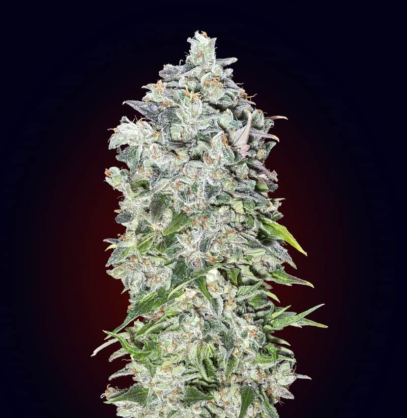 Dutch Passion Auto Critical Orange Punch феминизированные автоцветущие семена конопли