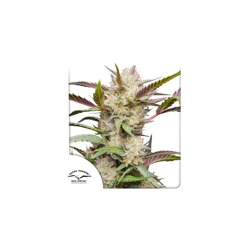 Dutch Passion Auto Mimosa Punch Автоцветущие феминизированные семена конопли