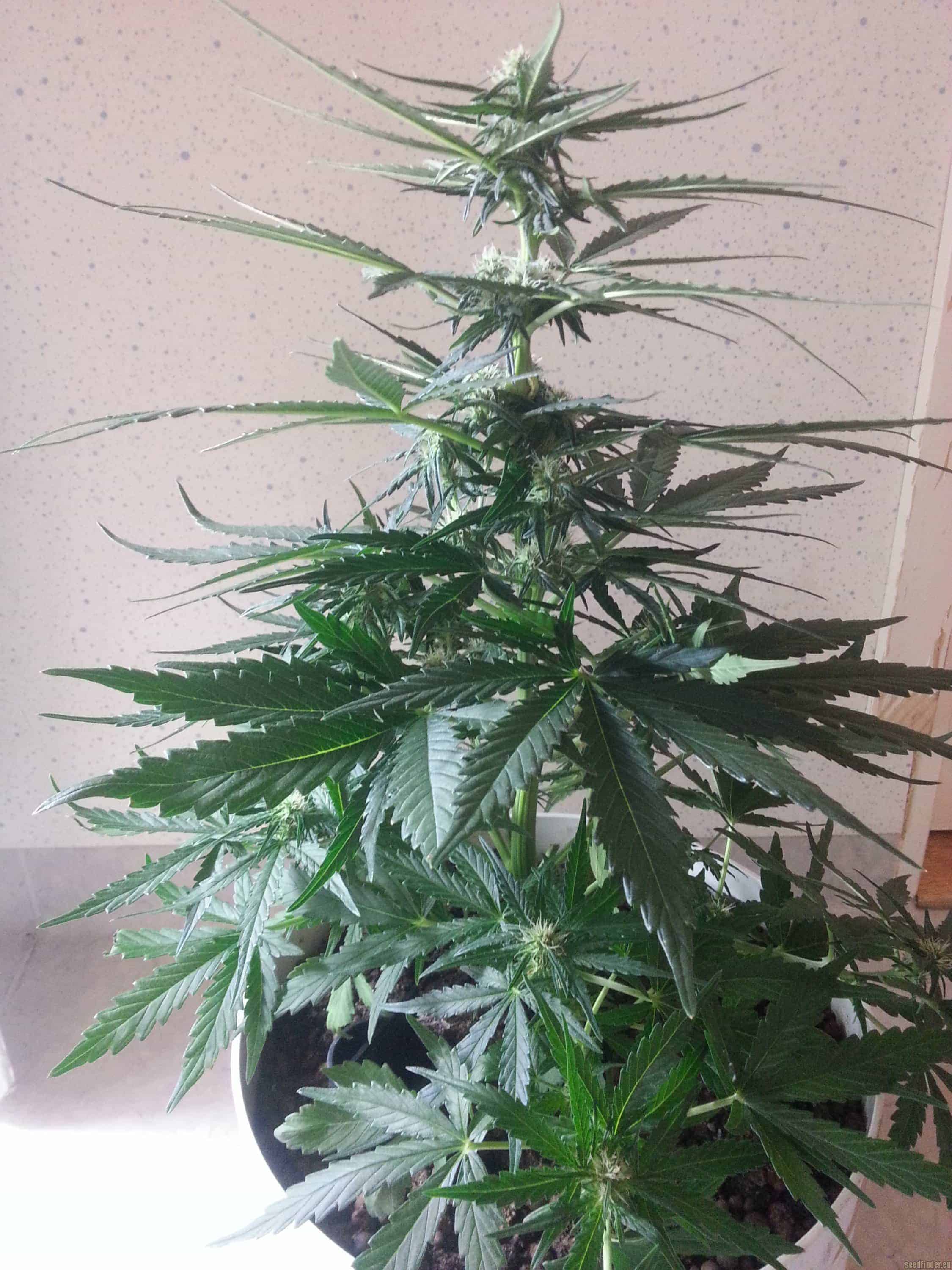 Auto Pineapple Express Автоцветущие феминизированные семена конопли — фото 4