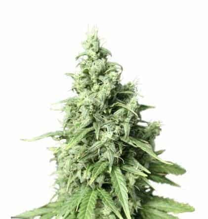 Auto Durban Poison Автофеминизированные семена конопли