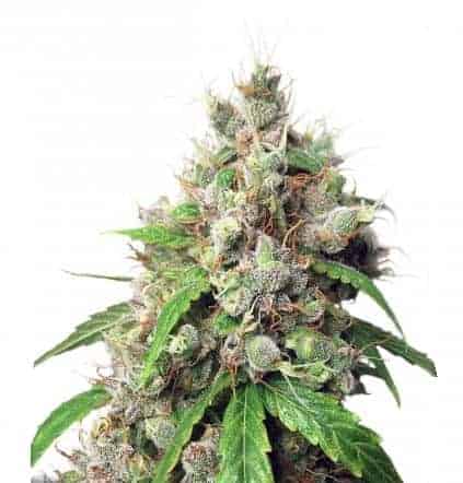Auto Euforia Автоцветущие феминизированные семена конопли