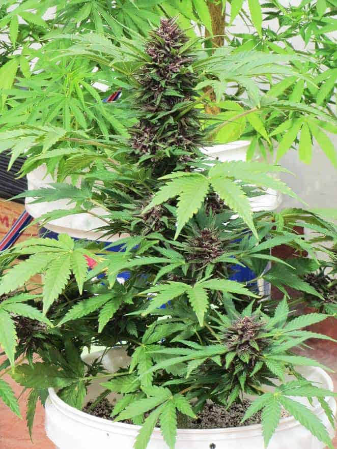 Auto Frisian Dew Автофеминизированные семена конопли — фото 2
