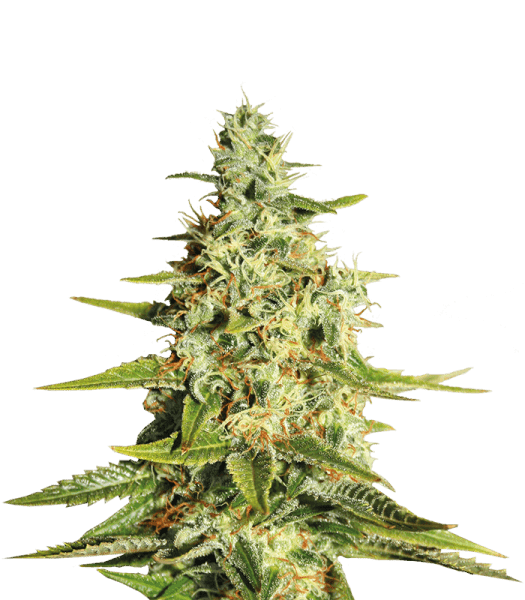 Barney's Farm Acapulco Gold Фотопериодная семена конопли