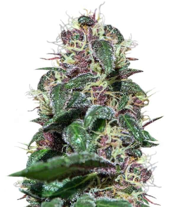 Barney's Farm Ayahuasca Purple фотопериодные семена конопли