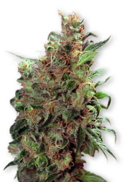 Dutch Passion Californian Orange фотопериодные семена конопли