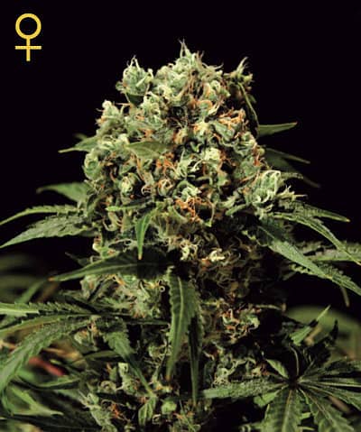 Kalashnikova фотопериодные семена конопли