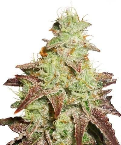 Auto Night Queen Автофеминизированные семена конопли