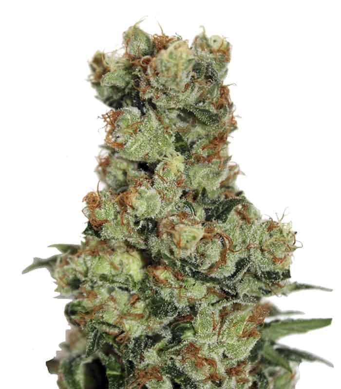 Ripper BadAzz фотопериодный гибрид семена конопли