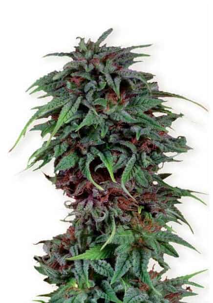 Durban Poison Фотопериодные семена конопли