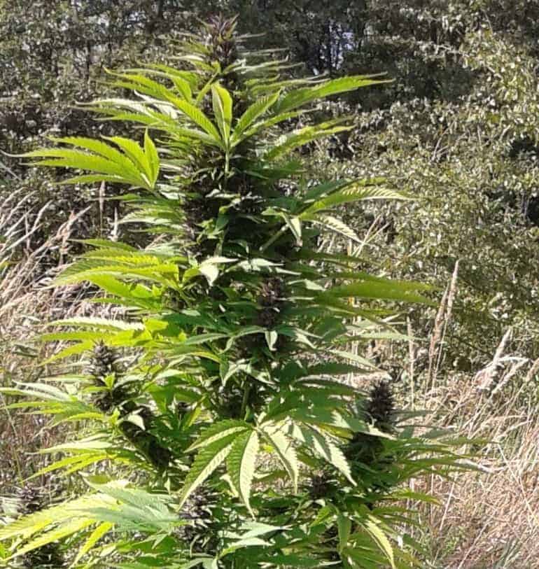 Auto Frisian Dew Автофеминизированные семена конопли — фото 4