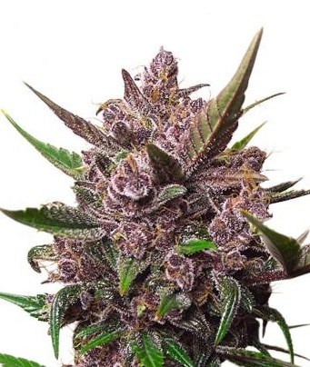 Dutch Passion Auto Blackberry Kush автофеминизированные семена конопли