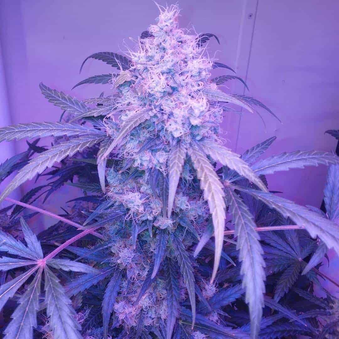 C4 Auto Автоцветущие семена конопли — фото 2