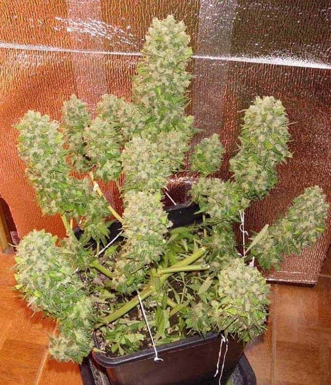 Mexican Airlines Auto Автофеминизированные семена конопли — фото 4