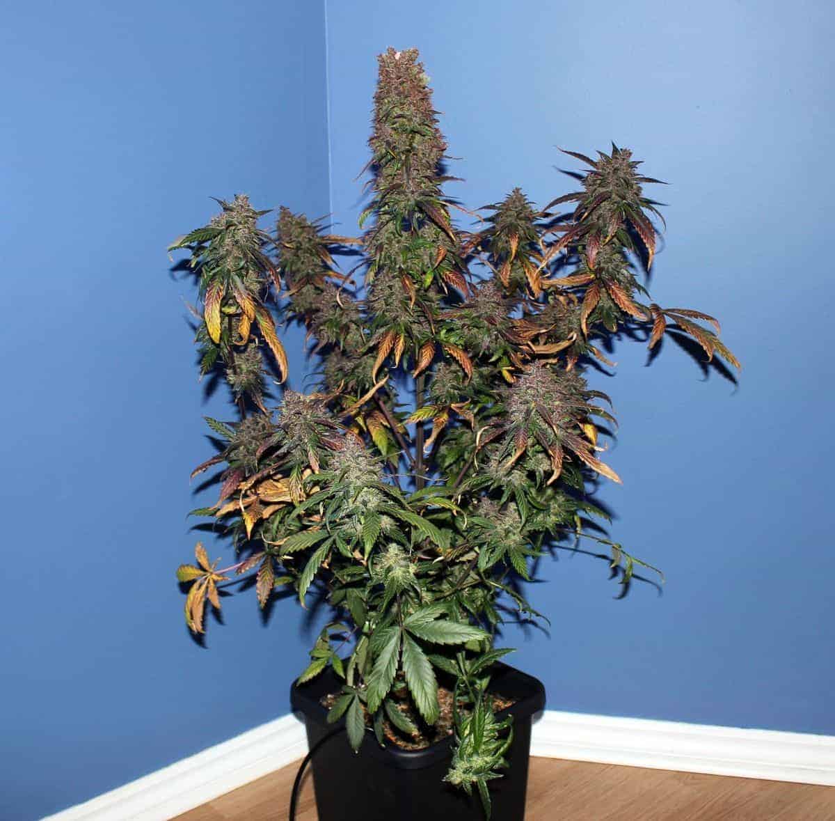 FastBuds Crystal Meth Auto Автофеминизированные семена конопли — фото 3