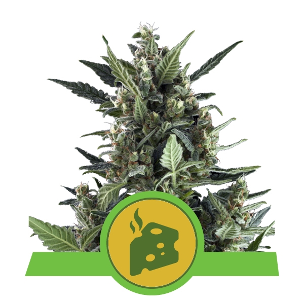 Blue Cheese Automatic Автофеминизированные семена конопли