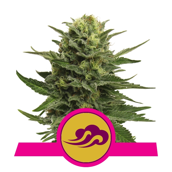Royal Queen Seeds Blue Mystic феминизированные фотопериодные семена конопли