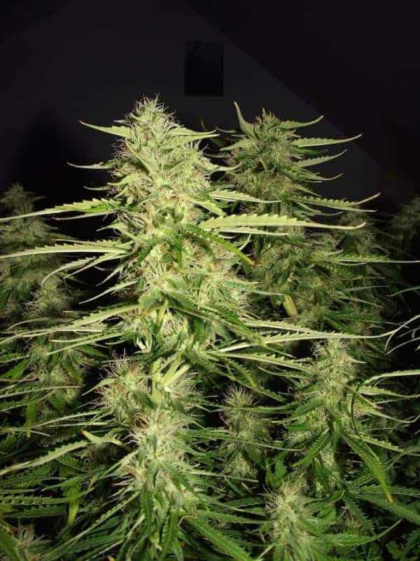 Dutch Passion Blue Auto Mazar Автоцветущие семена конопли — фото 4