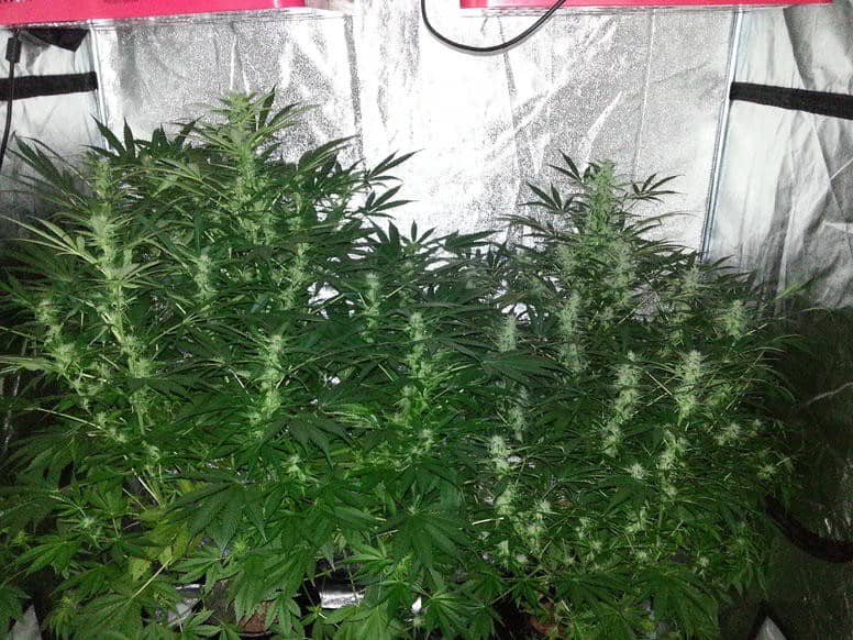 Dutch Passion Blue Auto Mazar Автоцветущие семена конопли — фото 2