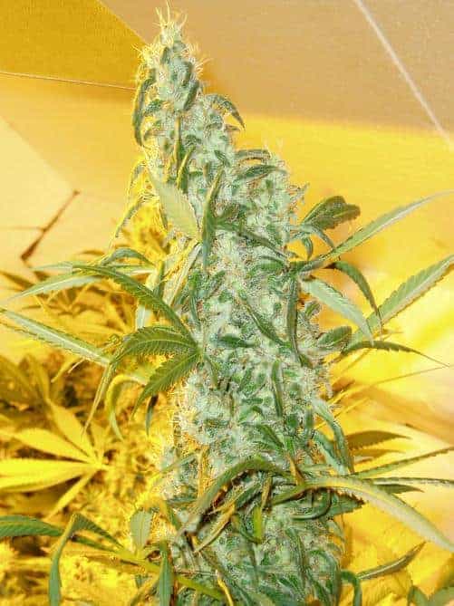 Blueberry Фотопериодные семена конопли — фото 3