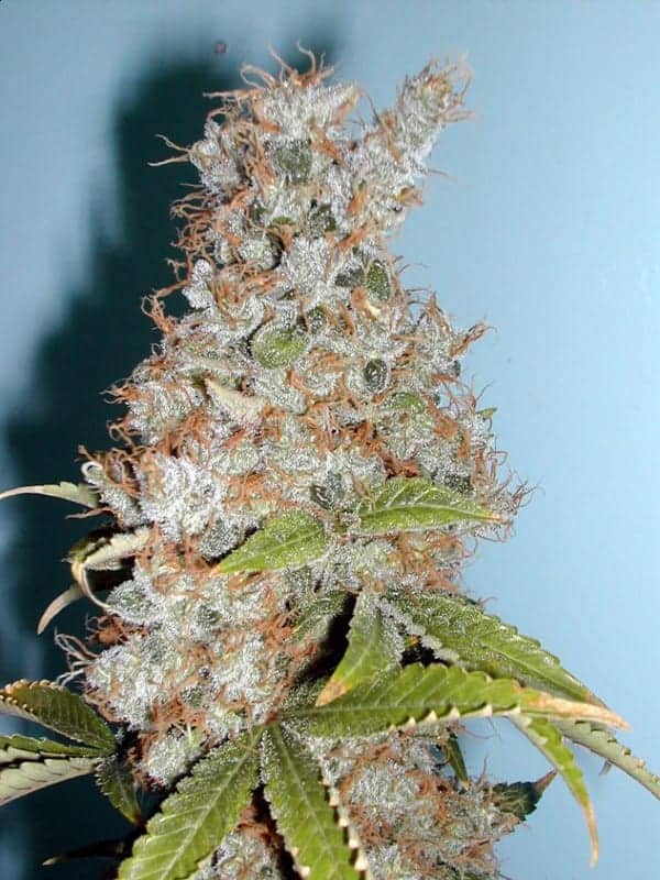 Blueberry Фотопериодные семена конопли — фото 2