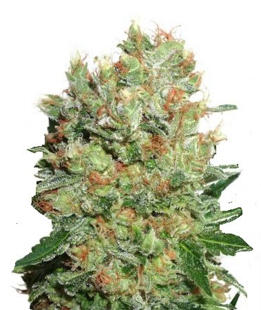 Dutch Passion Brainstorm Феминизированные семена конопли