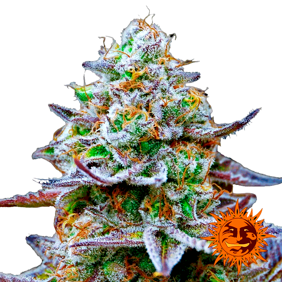 Gorilla Zkittlez фотопериодный семена конопли