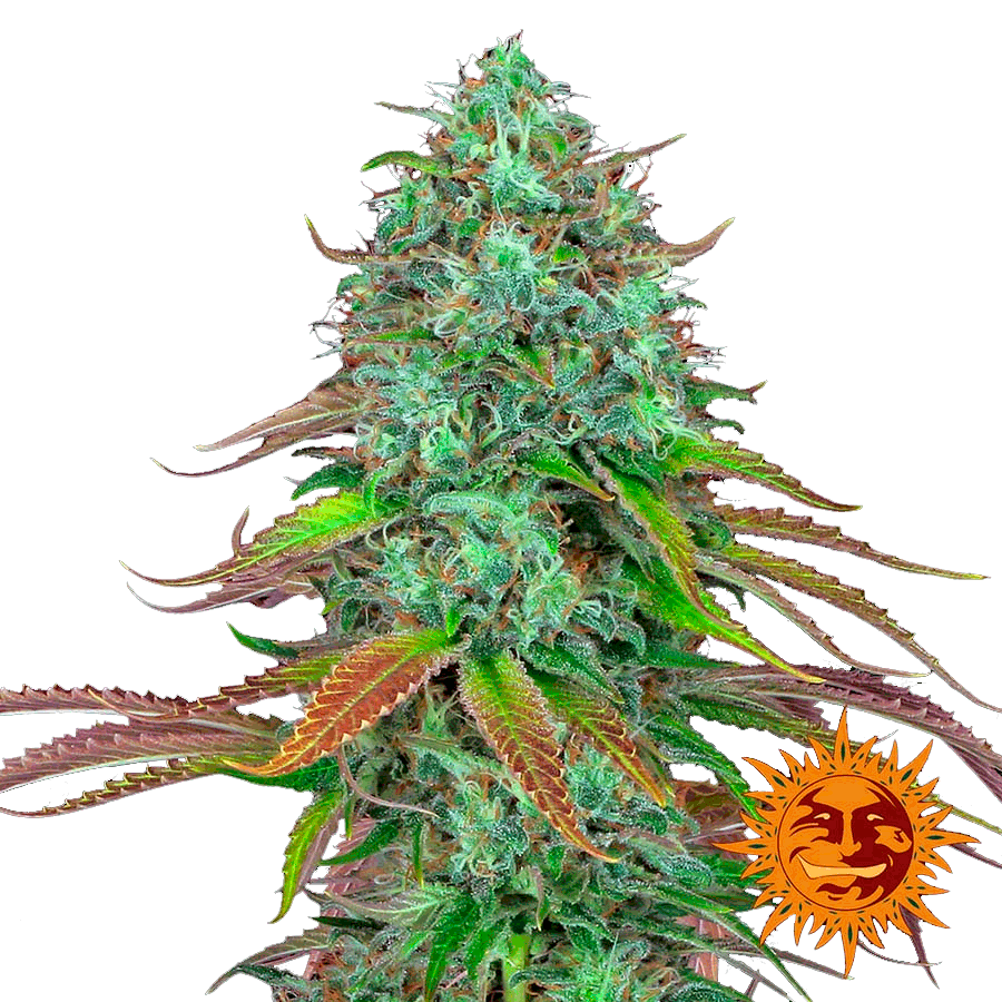 LSD Auto Автоцветущие семена конопли