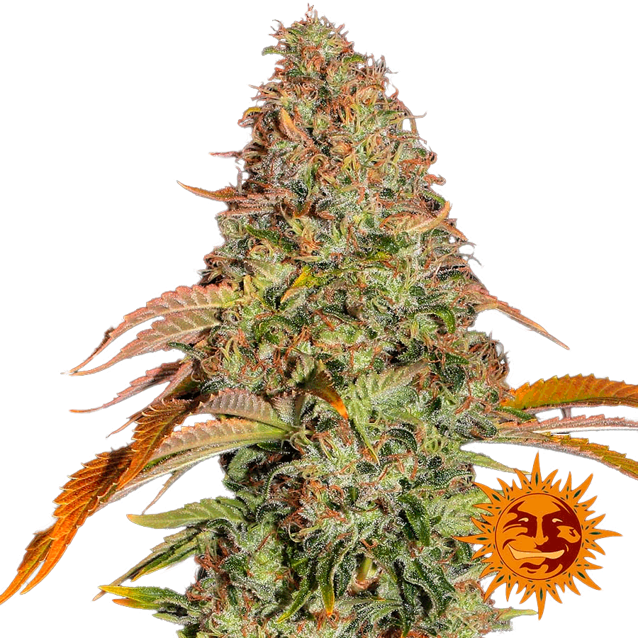 Zkittlez OG Auto Автоцветущие семена конопли