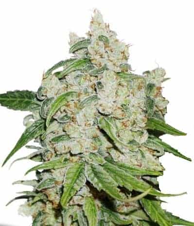 Auto Brooklyn Sunrise Автоцветущие феминизированные семена конопли